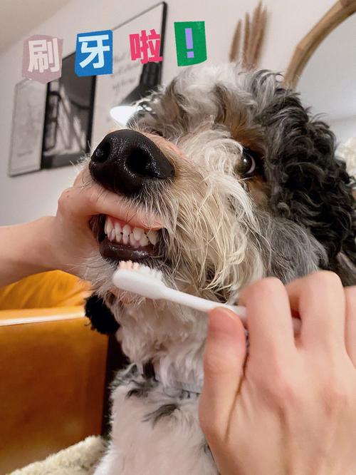 主人给狗狗刷牙后狗狗舔食牙膏场景