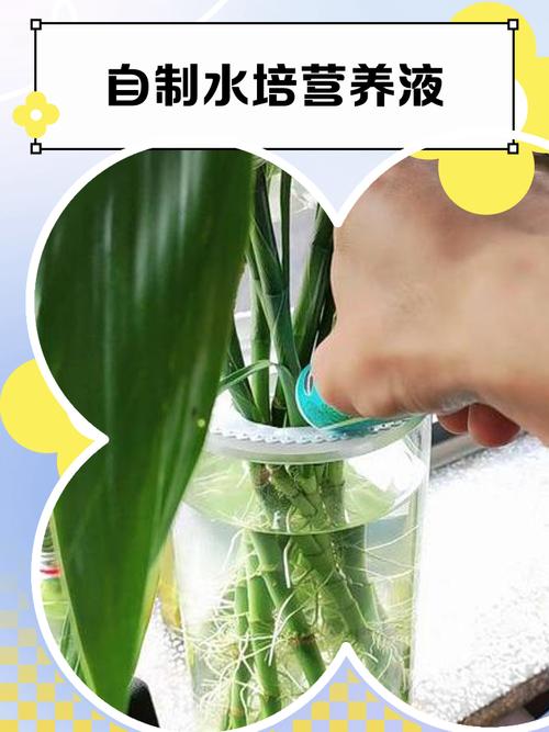 家庭自制水培营养液滴加示范