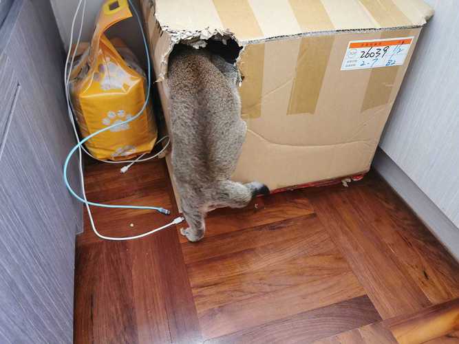 家猫用爪子扒着掏了洞的快递纸壳找冻干的实拍