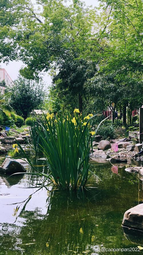 城市小区池塘原生植物生态景观