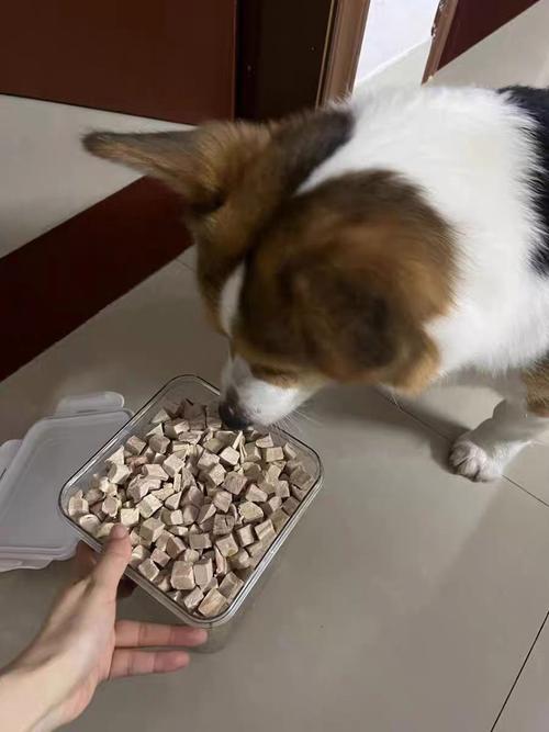 主人给完成坐下指令的狗狗喂零食奖励