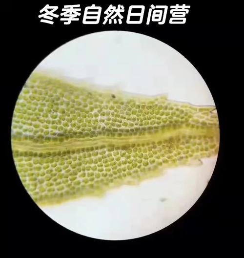 苔藓:可能是地球上最倔强又最被低估的植物-因为所以