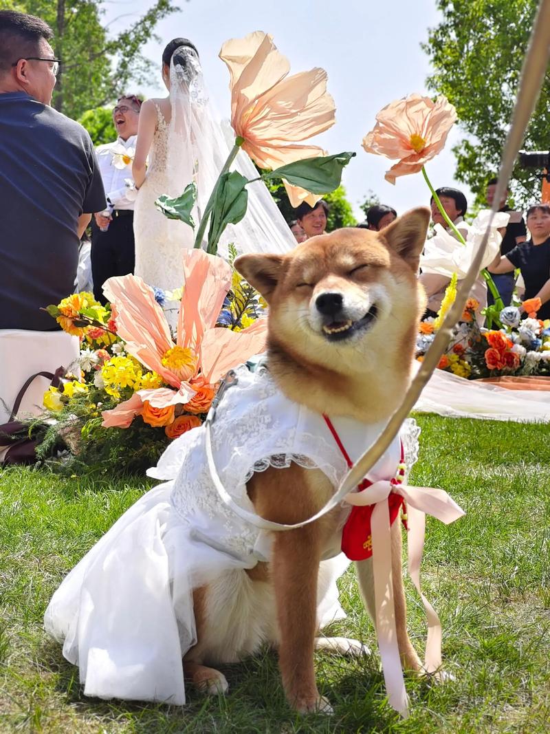 穿着迷你婚纱的可爱柴犬在婚礼仪式上