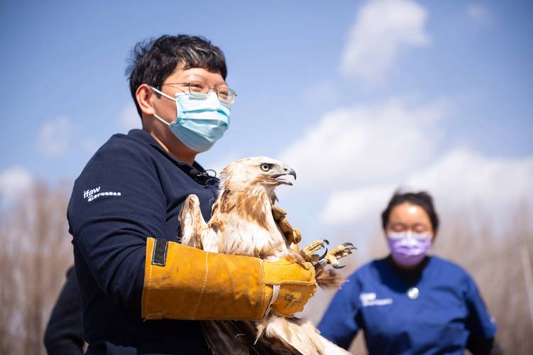猛禽救助志愿者放飞乌雕 草原场景