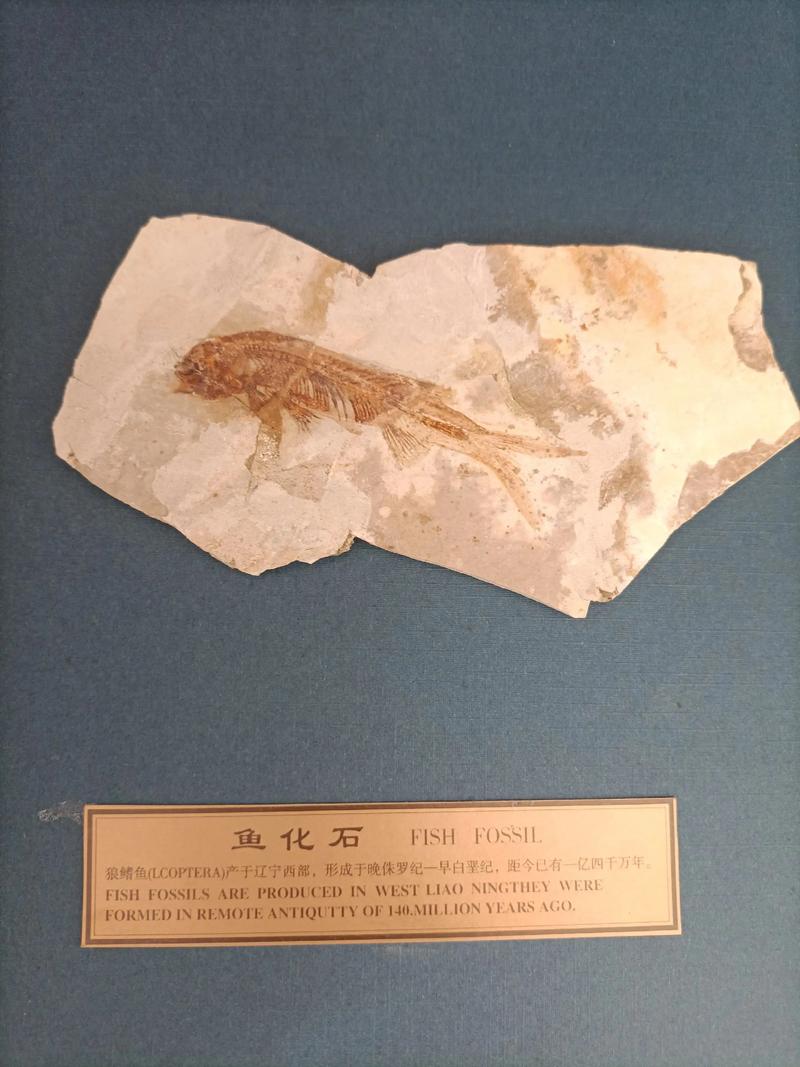 辽宁狼鳍鱼化石真伪对比