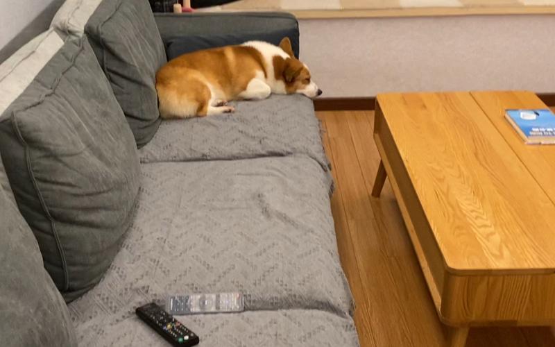 柯基犬蹦跳上下家用沙发场景