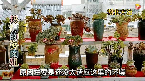 入住后多肉摆放调整常见问题