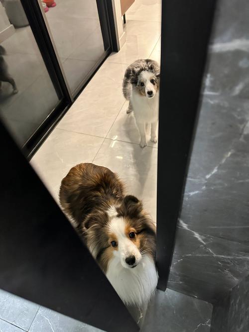 金毛犬蹲在玄关门口盯着主人换鞋的实拍图