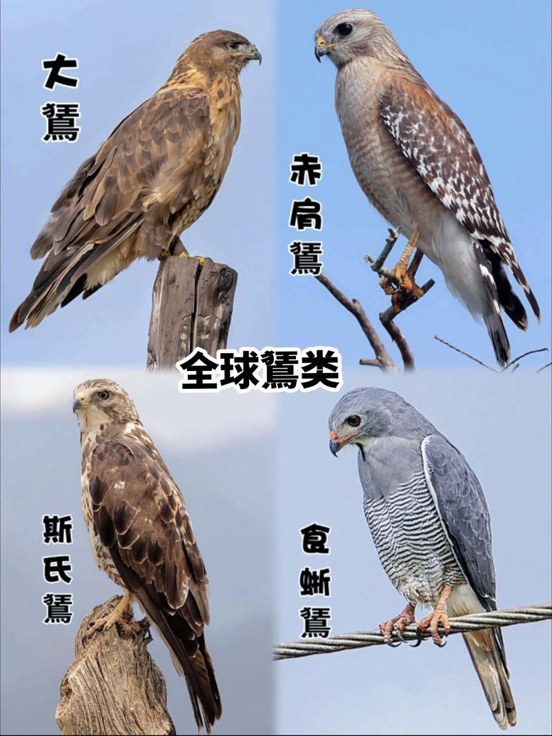 鹰，不只是猛禽：一个观察者的手记-因为所以