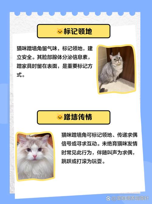 猫咪在墙角做气味标记行为示意图
