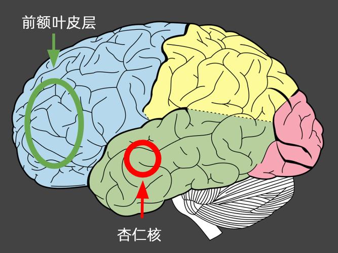 青春期大脑发育杏仁核与前额叶功能示意图