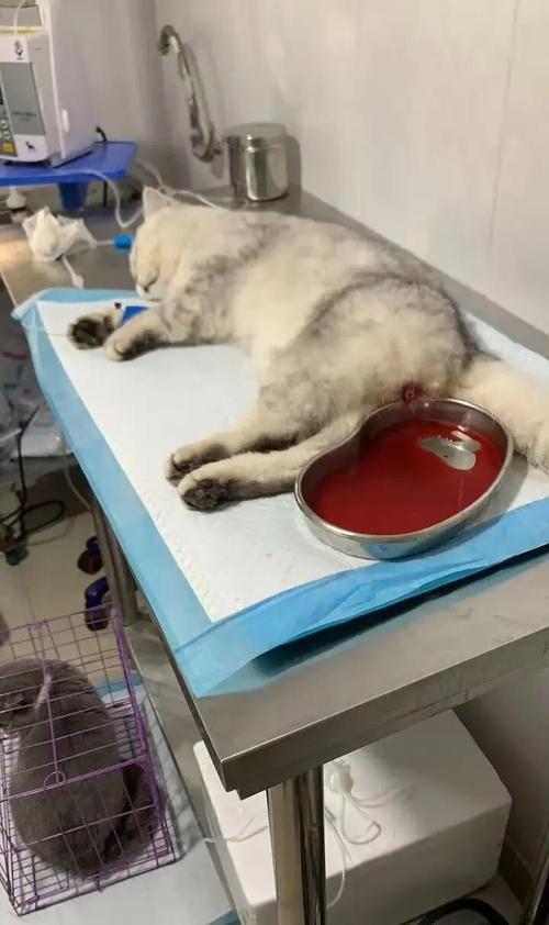 应激尿闭猫咪宠物医院就诊图