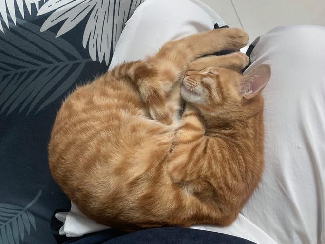 橘猫蹲在人类枕头边盯着熟睡主人的实拍图