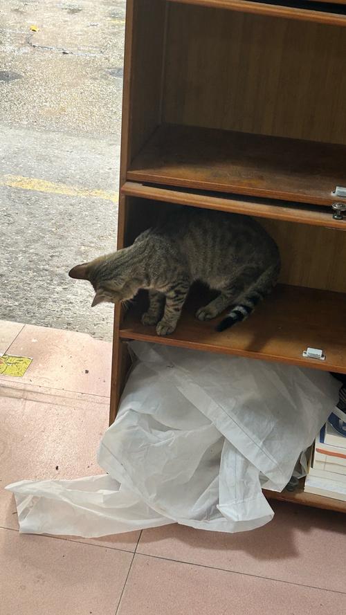 小学教室讲台边乱跑的三花猫