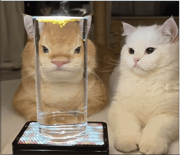 猫用爪子推桌上玻璃杯的动态瞬间