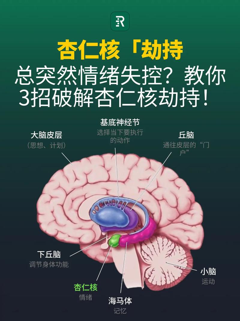 沟通说服时杏仁核劫持情绪脑控制理智脑示意图