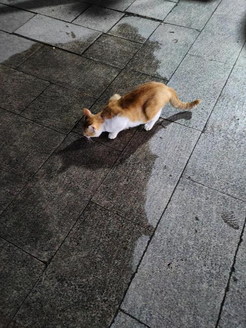 家猫蹲在卫生间拖把旁舔积水的实拍图