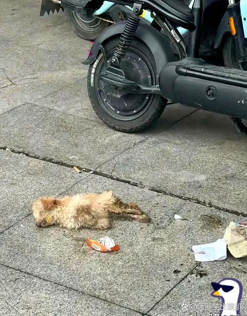 电动车避让流浪狗交通事故现场图