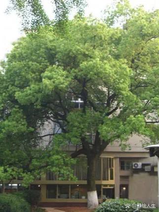 城市围墙边倾斜生长的香樟树