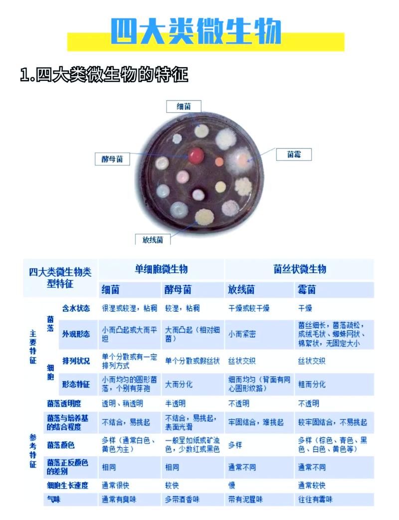 便携洗护分装瓶菌落检测对比图