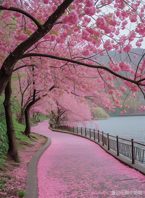 武夷山景区南入口春季樱花大道