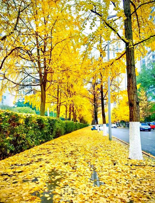 城市道路银杏树秋季落叶铺满人行道景观图