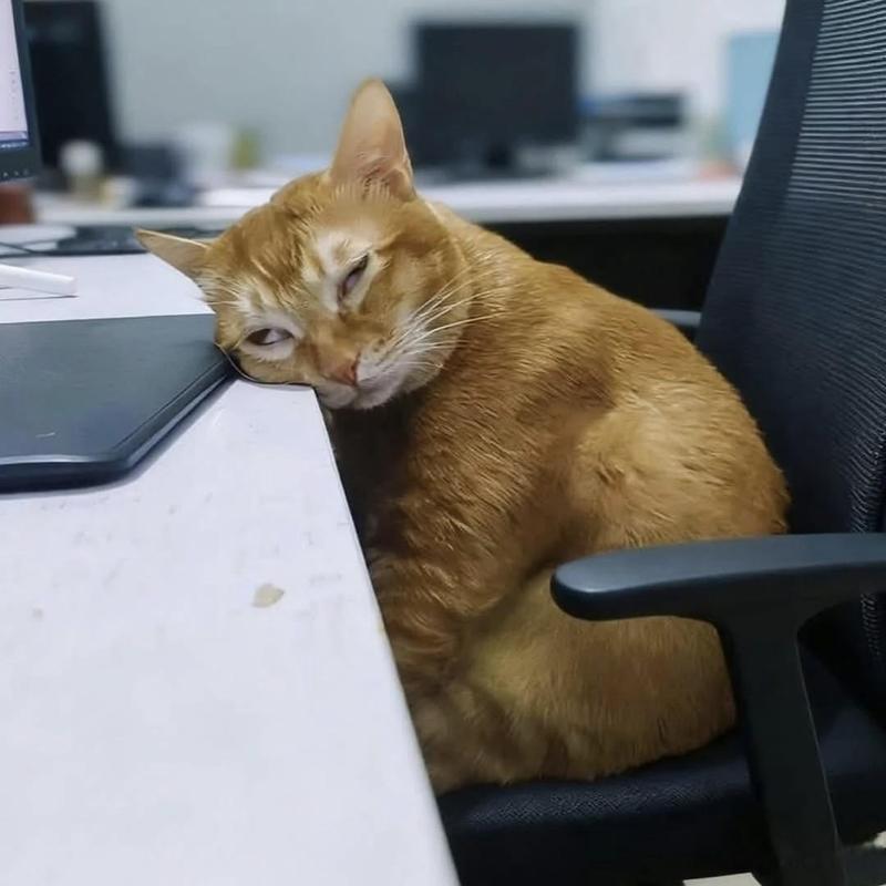 橘猫趴在笔记本电脑键盘上打哈欠