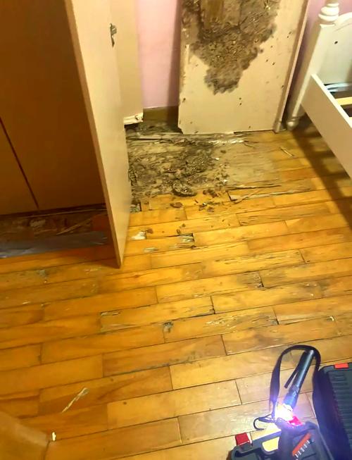 二手房室内白蚁侵蚀木质家具墙体现场图
