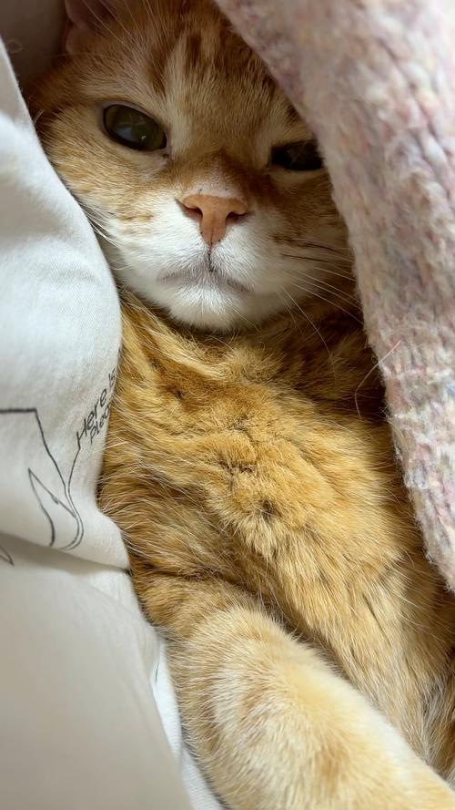 橘猫趴在暖气旁边的猫窝上晒太阳掉浮毛的实拍图