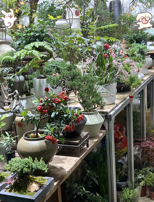 别光看颜值，看根看盆看店