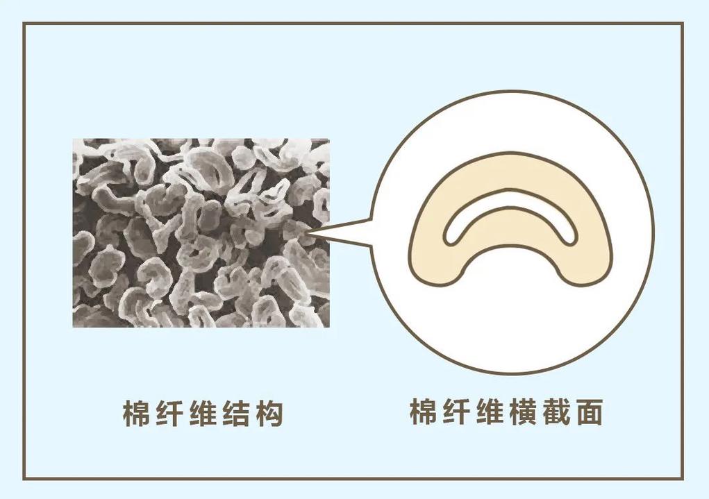 棉纤维中空结构放大示意图