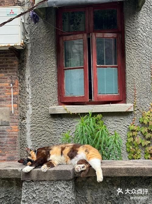 第一天:淮海路的梧桐与弄堂的猫