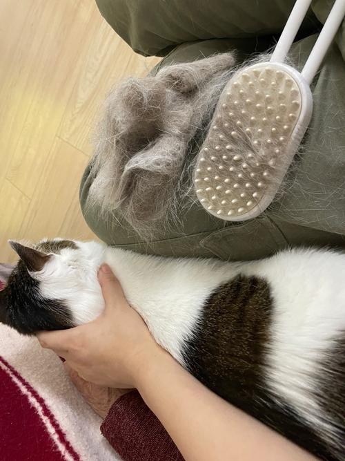 主人用湿毛巾给猫擦拭肚皮残留过敏原的日常场景