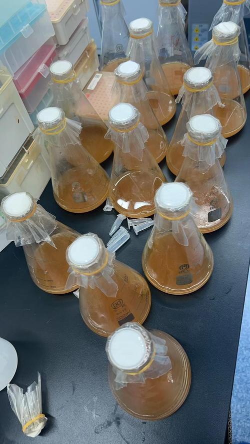 实验室摇床培养酿酒酵母锥形瓶实拍