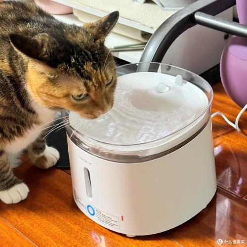 猫咪低头喝壁挂式流动猫饮水机