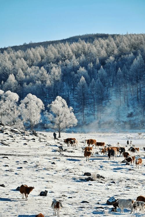 内蒙古阿尔山——森林里的野雪秘境