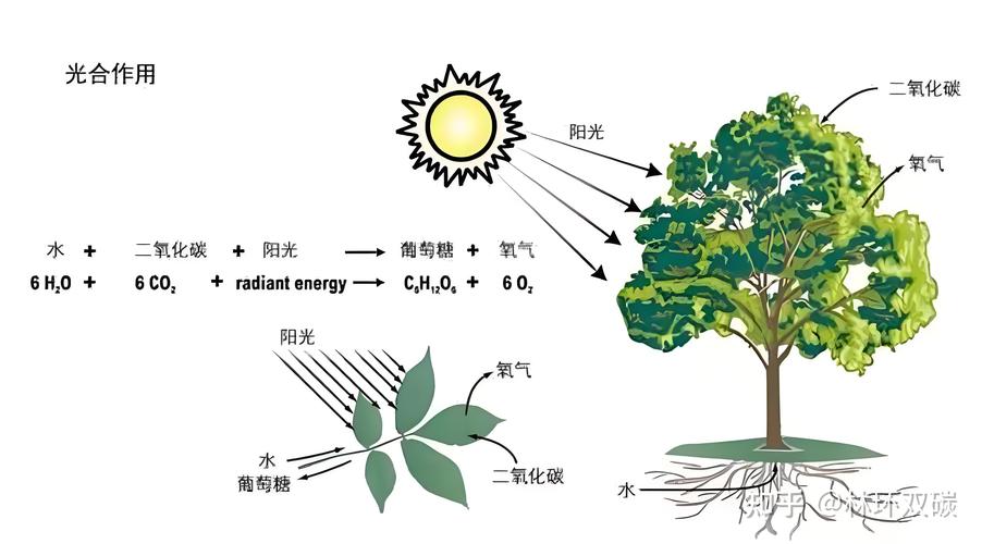 原来我们都教错了：森林生态系统不是课本上的静态图