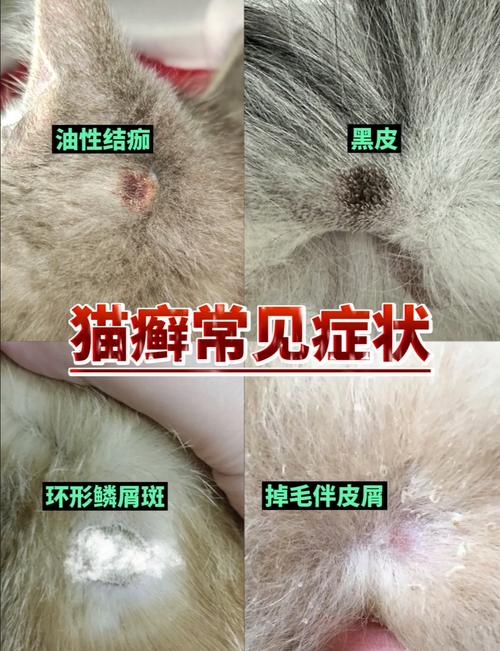 主人衣物鞋底携带猫藓真菌孢子示意图