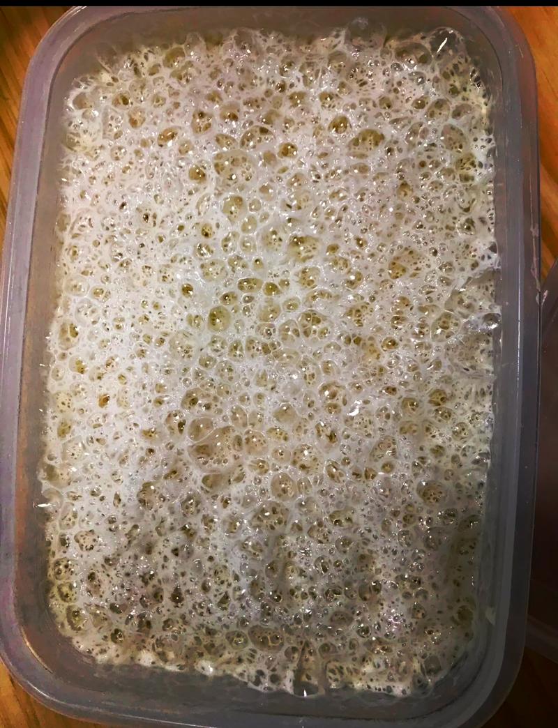 烘焙进阶发酵完成膨胀鲁邦种状态