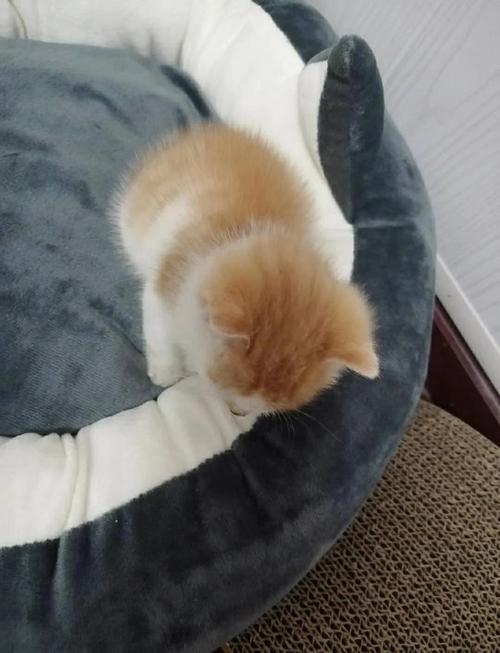 家庭寄养点半封闭猫柜里缩成球的橘猫
