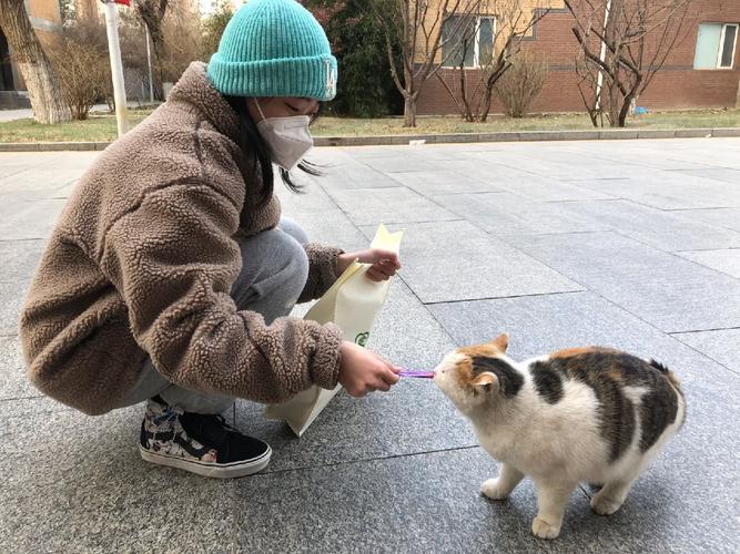 高中操场围墙边流浪猫喂食场景