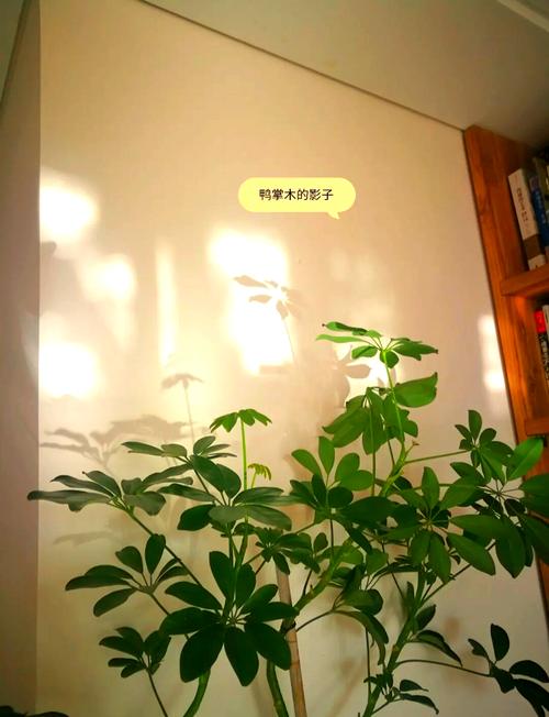 🌿 收尾软装：慢工出细活也能省钱