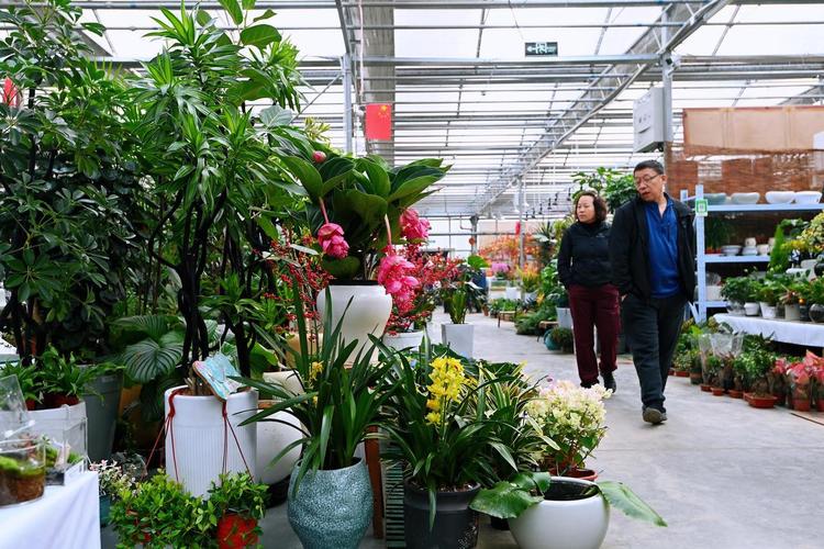 花市挑选绿植注意叶片健康实拍