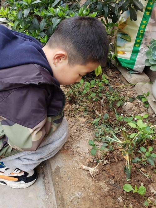 小区花坛边小孩蹲看蚂蚁实拍