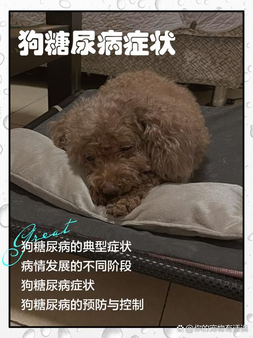 宠物糖尿病初期症状对照卡