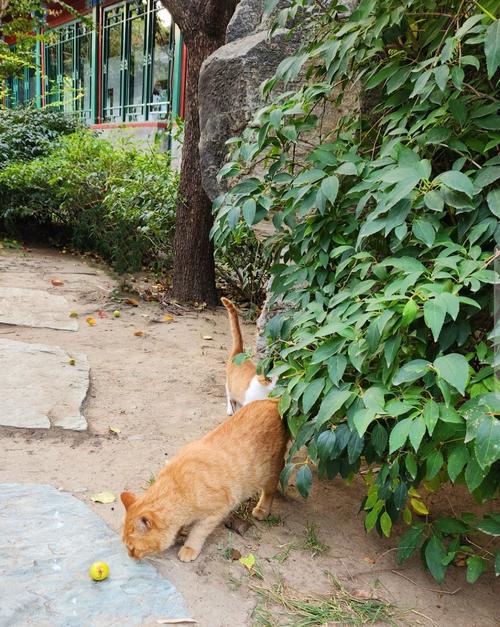 南京城墙根蹲着的沾梧桐絮的橘猫实拍