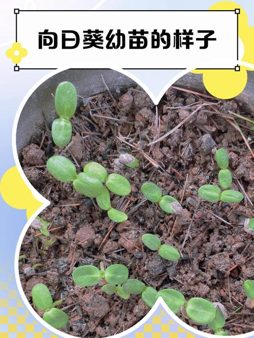 🌱 从“活着”到“生活”，教育扶贫的微光
