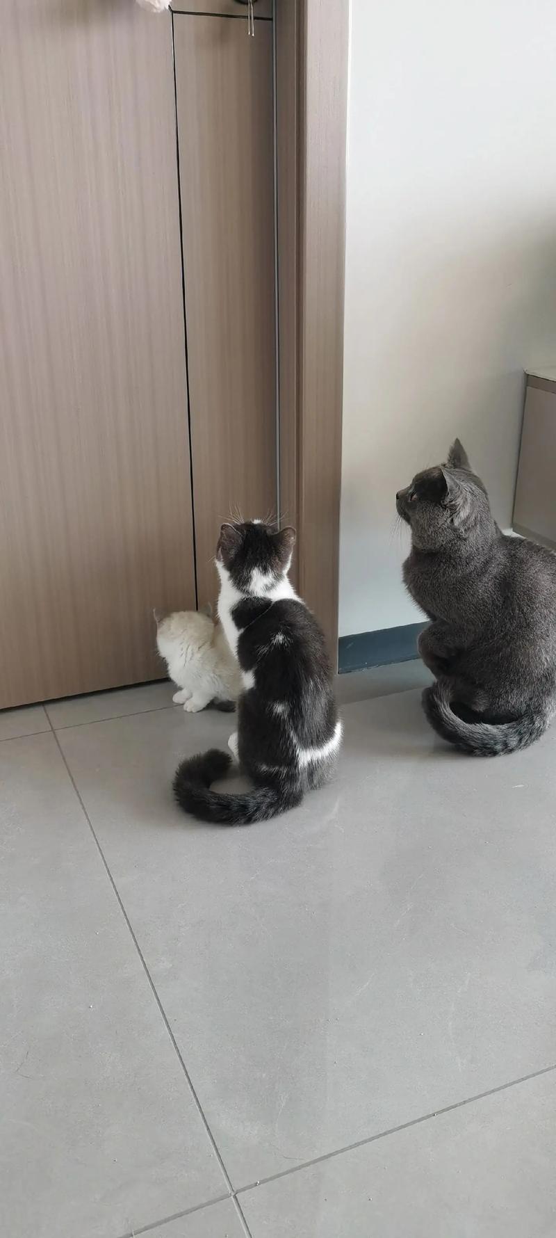 猫咪在家门口蹲坐等待主人回家