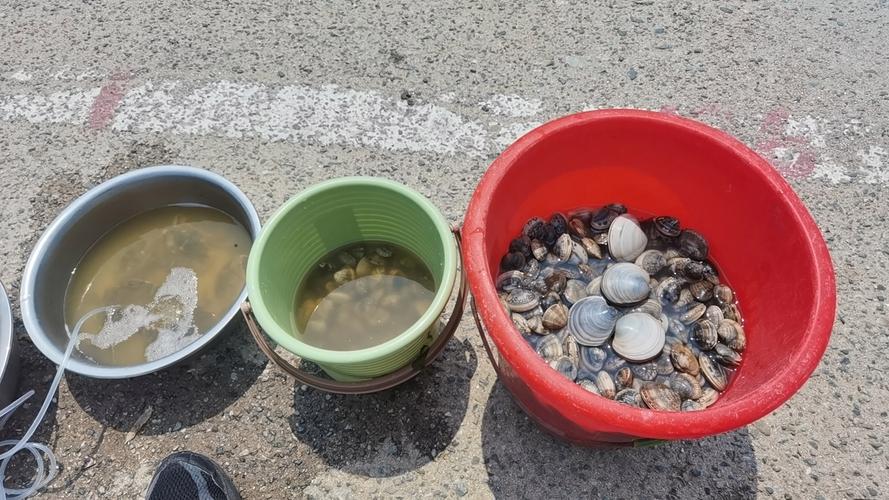 花蛤盐水浸泡吐沙过程实拍
