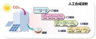 人工合成淀粉路径示意图 中科院天津工业生物技术研究所